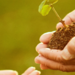 Understanding the Impact of a SharePoint Specialist on Project Management Success